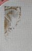135230336_.thumb.jpg.6b95bc259ab812484177a0d232e68b85.jpg