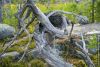 1639004288_22-priroda-club-p-gora-vottovaara-kareliya-priroda-krasivo-f-22.thumb.jpg.90ab4793d7fd18c8f1b141b5bb65d406.jpg