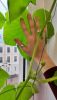 1706332761_2024-04-2210-27-01.thumb.JPG.b952a622b4d86dd06578493abda63a11.JPG