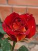 20240509_111836.thumb.jpg.fdd2abfe9bd11acd0bd7fa981a413d5d.jpg