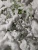 IMG-20240504-WA0005.thumb.jpg.5236d7413986acb1bae40d5eaac3599c.jpg