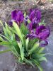 IMG-ecff33bce7c2dcb836b650ce66e9d234-V.thumb.jpg.97eb756062c5995bd730532523ce3451.jpg