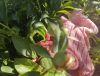 IMG20240510165107.thumb.jpg.ae3c3dab75dc551e1be23ba22fb2ffbd.jpg