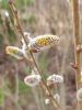 IMG_20240410_143837.thumb.jpg.bbd3836b36686648b056f8b55925a726.jpg