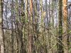 IMG_20240413_095606.thumb.jpg.b5ba9b7cc2db6747c82ea144f5d664b4.jpg