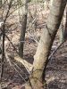 IMG_20240413_095803.thumb.jpg.1851f90e72ebe28bd451f789ef05f8e6.jpg