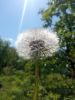 IMG_20240510_115259_BURST1.thumb.jpg.a9f71e1a2e1bca84afc1bb2ab11571e3.jpg