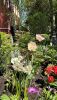 IMG_9482.thumb.jpeg.7c313d50591c0d3a322e75d85fc617fc.jpeg