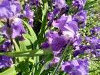 20240523_130825.thumb.jpg.3d24fb7601bd45bac061a19c05a14e59.jpg?1717945133551