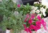 20240529_062403.thumb.jpg.5f9edcca0cc0b98306c01b09c82dddcc.jpg?1717944940483