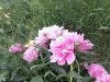 20240531_172740.thumb.jpg.f26e4dab59ab1c001d3986fbb99ec2ec.jpg?1717944840634