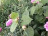 20240531_172744.thumb.jpg.b660b1b22c2aab65b64009ecf7f6539e.jpg?1717944888615