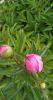 20240601_091748.thumb.jpg.476ab0c09439d828b575aa4cc48a372c.jpg