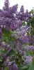 20240607_195819.thumb.jpg.2faa391251fa5a53c2147edccf6e019e.jpg