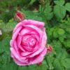 532024212720.thumb.jpg.ebbf087492e8b766ecb2cb7fe48f9df6.jpg