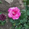 532024212824.thumb.jpg.705ba291bed3aebc08845bb148203540.jpg