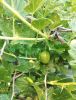 642199000_.thumb.jpg.3fae520bd00c07bebc1d91a8d13a06fc.jpg
