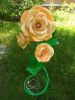 IMG-20190512-WA0006.thumb.jpg.3c58033aa2b67cdd816c66cf90c8a058.jpg