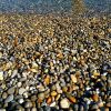 full-frame-shot-of-pebbles-at-beach_1048944-12122585.thumb.jpg.1c4009cefc756e87569ffd8d739994b8.jpg