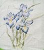 irises4.jpg.f5560f724ddd520a6b8bd8b62771770e.thumb.jpg.35e01d35b37d263be06301b138587b14.jpg