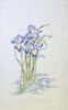 irises6.jpg.2da0e2a17daaa3bfe7a2050146673d14.thumb.jpg.b4ee1c8c81d9a7bc14204ce7dd9f72f7.jpg
