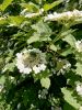 20240526_104854.thumb.jpg.4d421871267200a3b978eddf12e3c496.jpg