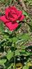 20240714_134846.thumb.jpg.e668e4abb1fd5fd9a79eda41a5b66b6d.jpg