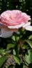 20240714_135017.thumb.jpg.8d5b0f635a30ddf03f36f6c7cd03c63f.jpg