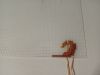 IMG_20231014_033850.thumb.jpg.8cf5eca3619760c832283499297fbb98.jpg