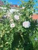 IMG_20240619_184331.thumb.jpg.d54401ea1993cd2e05dfe84529f656ee.jpg