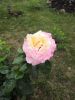 IMG_20240704_181754.thumb.jpg.affc86d59b59dc32ed3309bb2b9a85d0.jpg