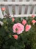 IMG_20240704_181824.thumb.jpg.5cdebed97aaf308c3394fe0803a0932a.jpg