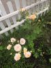 IMG_20240704_181839.thumb.jpg.22e7dd1bfd93e53fa16968114cfd66c9.jpg