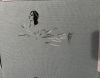 IMG_2240.thumb.jpeg.581d9d8161be14d52ad5fc891aff5e37.jpeg