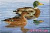 Vervaco PN-0146589, Family of Ducks