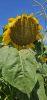 20240803_132208.thumb.jpg.6495eb0edaf0c6510d464b8b07f638eb.jpg