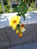 IMG-20240823-WA0000.thumb.jpg.fd86ce52d9321eb86e24805ec1ec87a9.jpg