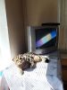 IMG-76cd449c2126b2847bfe90e8a95011e5-V.thumb.jpg.ad0858409dad68ec88b9ed5464a9680d.jpg