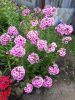 IMG-fe2bdded76e5dd93b530d99abe6c1f07-V.thumb.jpg.13332e3954c3376855bdeee9cdba1378.jpg