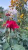 IMG_0006.thumb.jpeg.49a89ab6cd954e74d2e7c700caba368e.jpeg