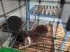 IMG_20240420_155954.thumb.jpg.61baa73ed94a2bb2ce761385f174837e.jpg