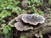 IMG_20240510_171250.thumb.jpg.dea5be652c91ddf306f3ba3c17ed507a.jpg