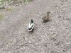 IMG_20240510_174900.thumb.jpg.05ee4358ba8404a2ea9c960782b8f2c8.jpg