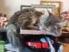 IMG_20240523_180739.thumb.jpg.9daf780dc4a21805147f29466df33c44.jpg