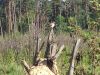 IMG_20240527_154708.thumb.jpg.163dfc5169339c65eab302e189969f50.jpg