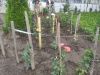 IMG_20240612_173704.thumb.jpg.ec3c303f710799f46d092ef3533a5710.jpg
