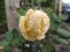 IMG_20240612_173721.thumb.jpg.09ad8e75ced666d4c9f47a244c8159e0.jpg