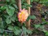 IMG_20240612_173728.thumb.jpg.be65e0c5416f580c480e45c8401b46ad.jpg