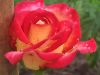 IMG_20240612_174107.thumb.jpg.2ec386c202bf64dcfb1a460108e7f2dd.jpg