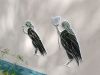 IMG_20240623_112038.thumb.jpg.8d022207bcc89c91c3d2ecbd999c6e98.jpg